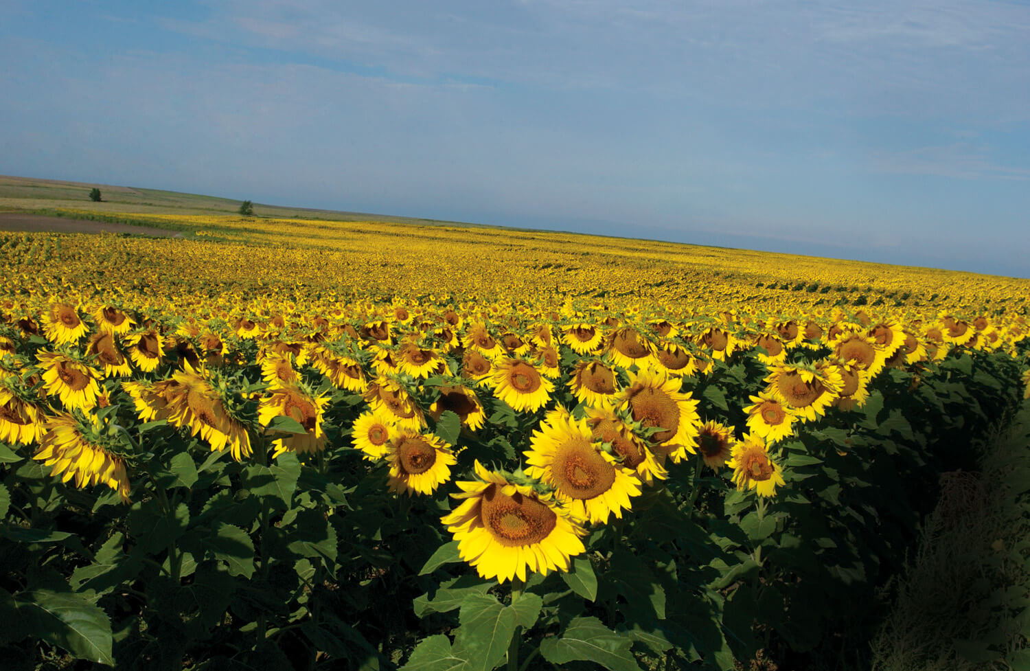 sunflower field